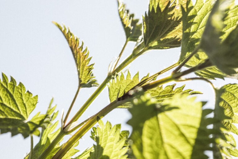 Pyry Pusa: ”Villiyrteistä saa luonteikkuutta ja funkya makua”