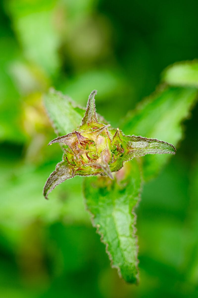 Kuvassa perinnebiotooppilaji peurankello