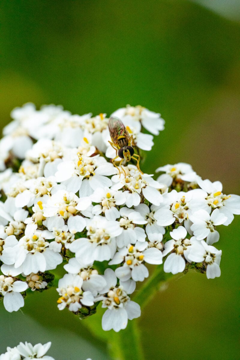Äänekosken luontokuva