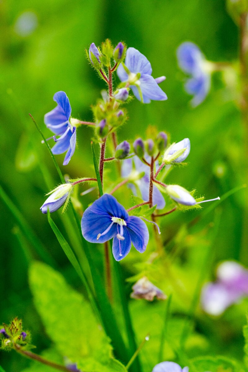 Nurmitädyke Äänekosken tehtaalta