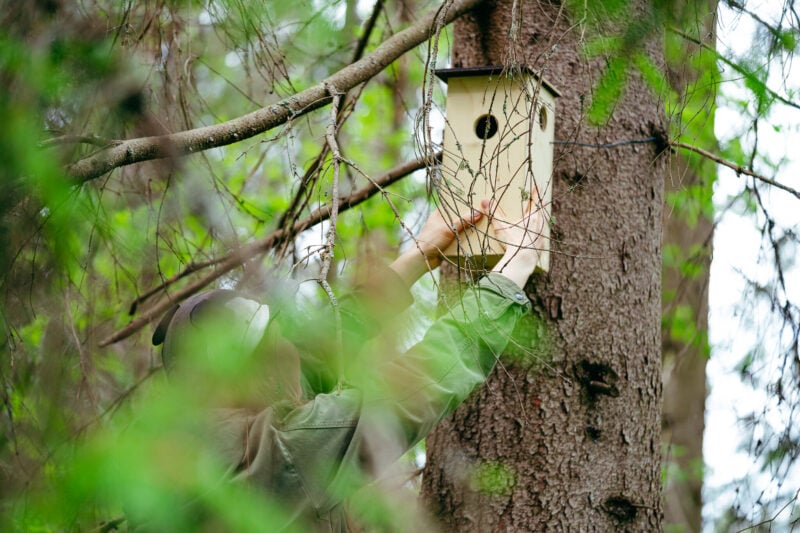 Liito-oravan pöntön asennus