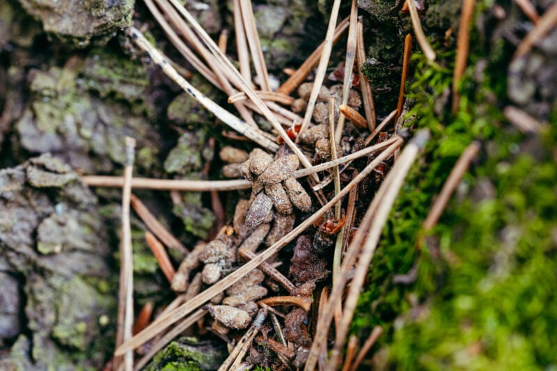 Merkkejä liito-oravasta