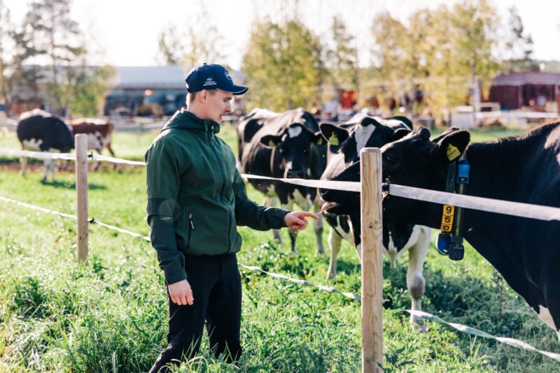 Lehmät laitumella ja Jaakko Luoma