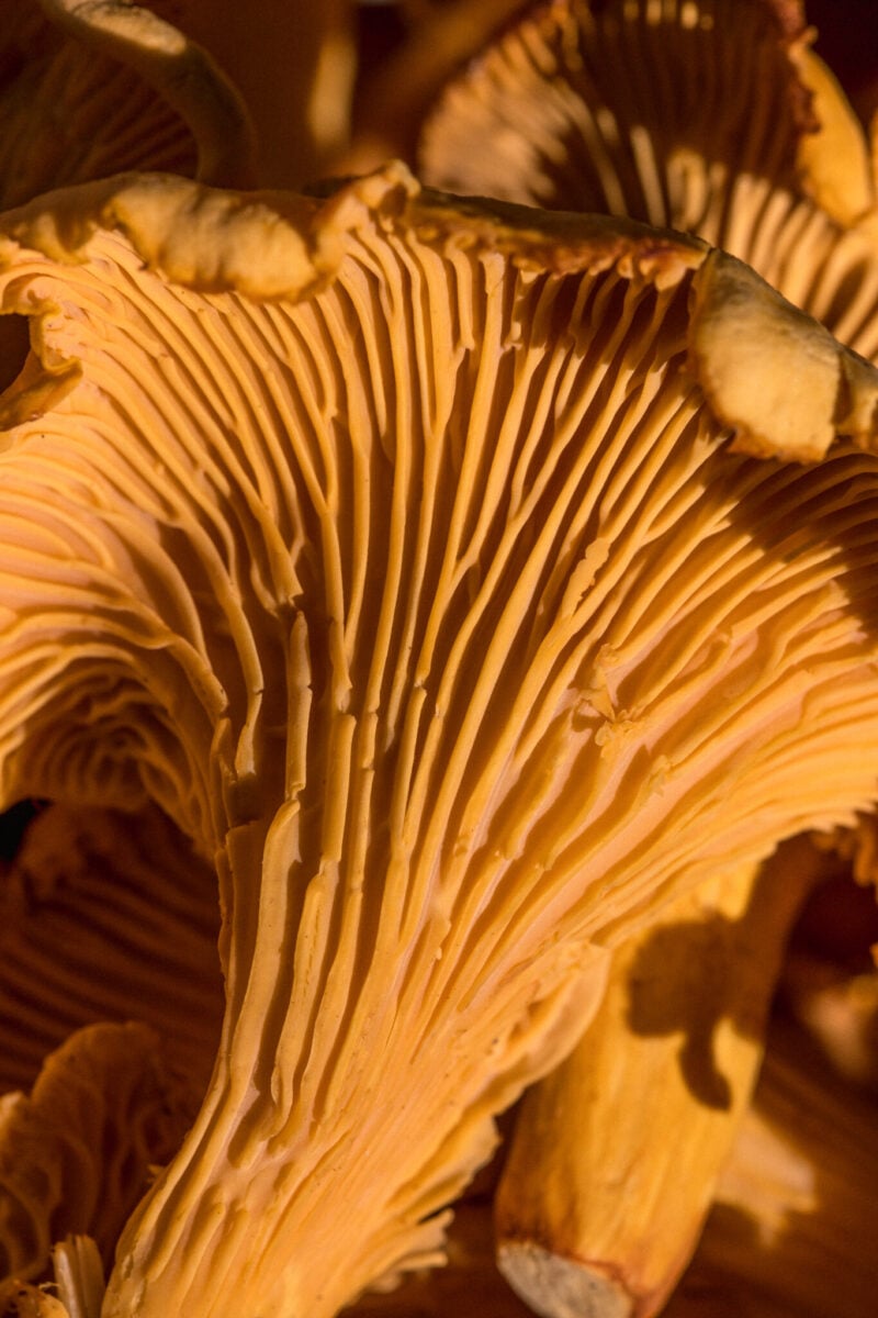 Ruokahimo Mari Moilanen Sienet 