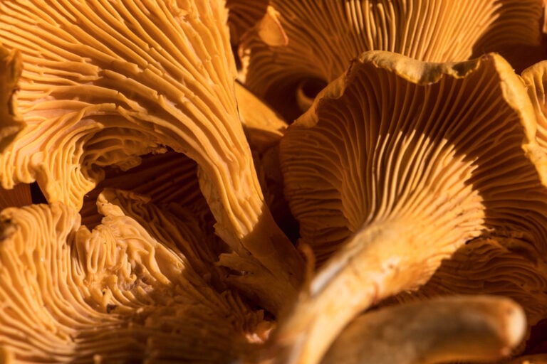 Ruokahimo Mari Moilanen Sienet