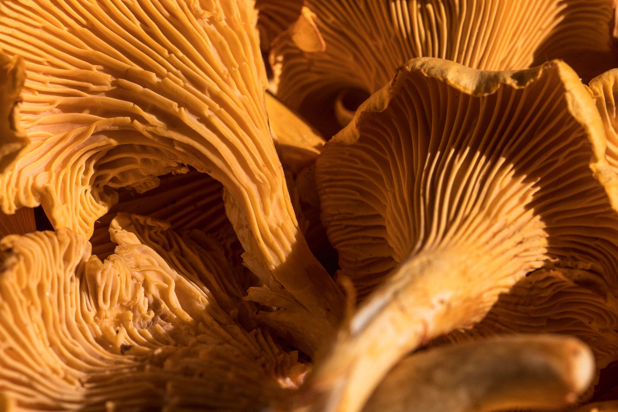 Ruokahimo Mari Moilanen Sienet 