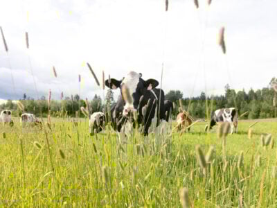 The picture shows a cow in a pasture.