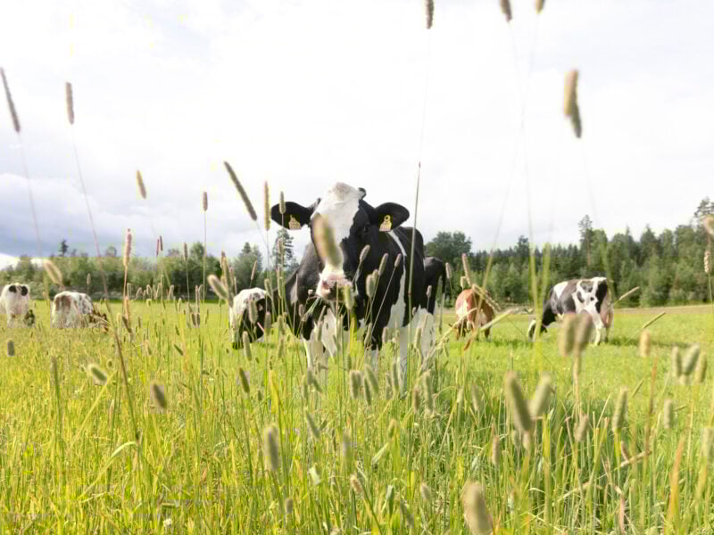 The picture shows a cow in a pasture.