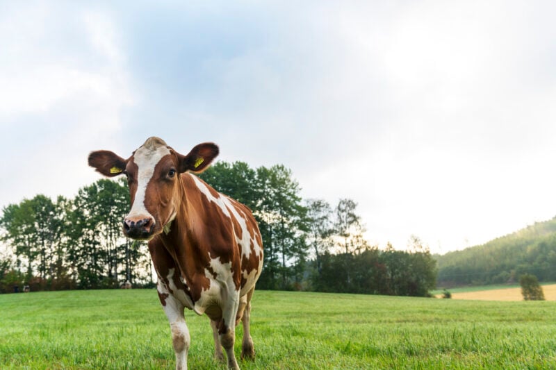 The picture shows a cow in a pasture.