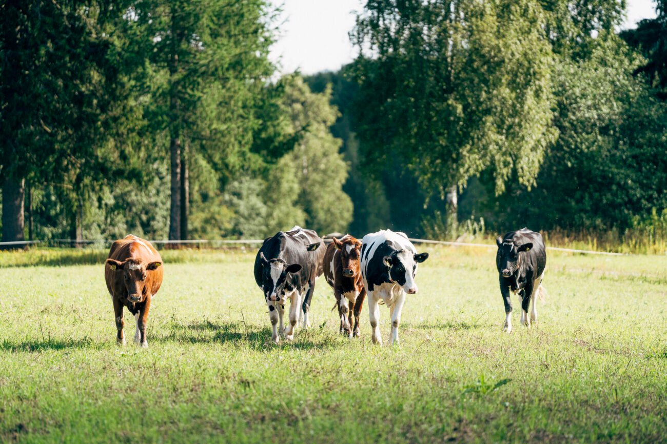 The picture shows cows in a pasture.