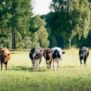The picture shows cows in a pasture.