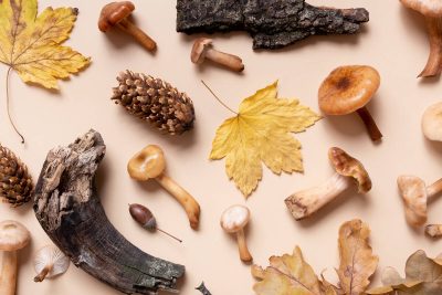 Pumpkin, mushrooms and autumn leaves on beige background. Autumn still life.