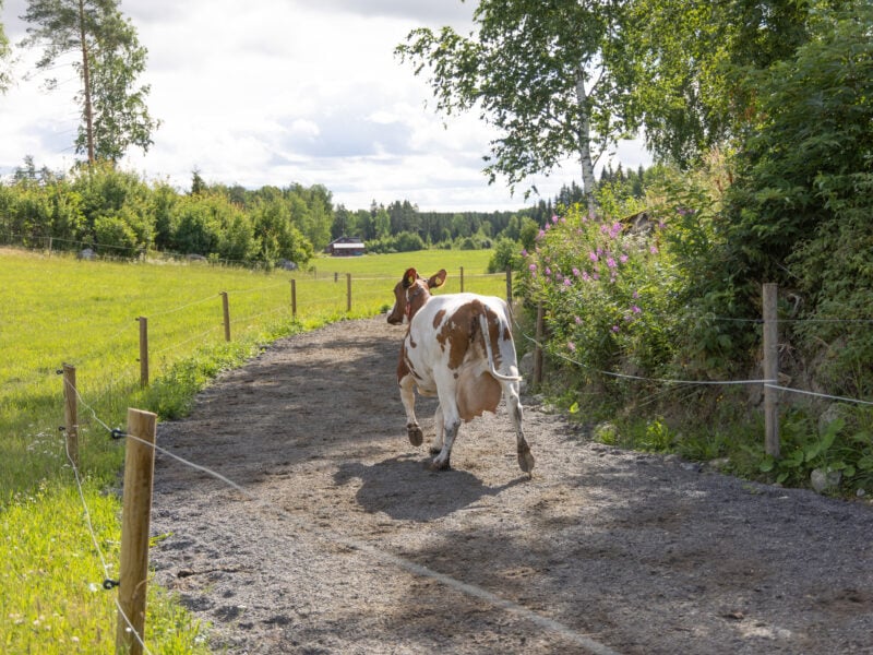 Valion Laitumella podcast on asiantuntijoille ja laidunnuksesta kiinnostuneille suunnattu podcast, jossa kaksi vierasta ja juontaja keskustelevat laidunnuksesta eri näkökulmista.