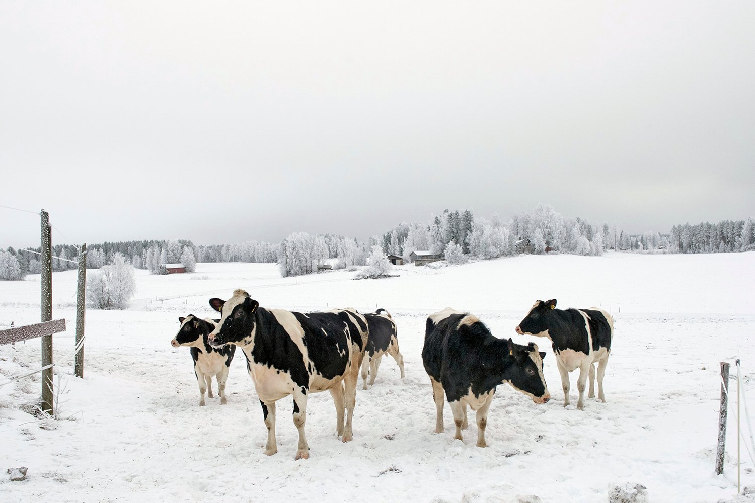 Nestorin tilan lehmät lumisessa maisemassa