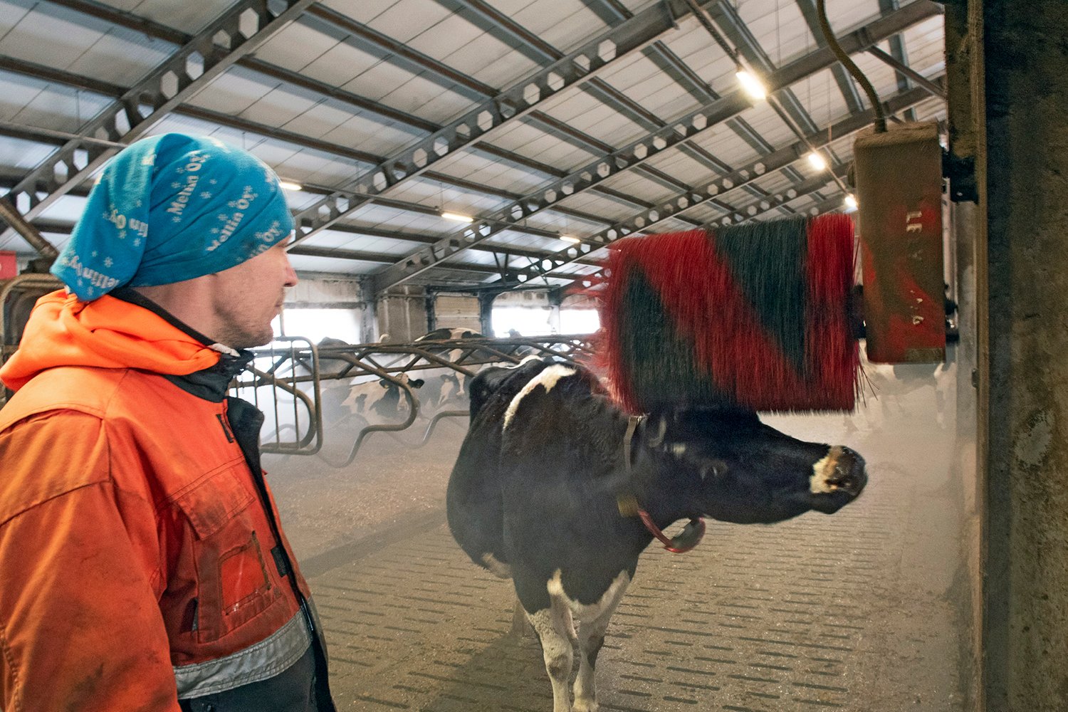 Lehmä rapsuttaa itseään karjaharjaan.