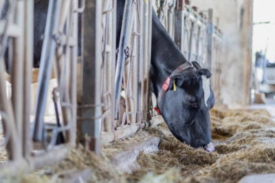 Kuvattu 15.7.2022, Alasen tila Nokialla, kuvaaja Jari Salopino.