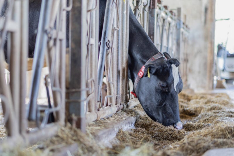 Kuvattu 15.7.2022, Alasen tila Nokialla, kuvaaja Jari Salopino.